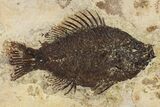 Framed Fossil Fish (Cockerellites) - Wyoming #143990-2